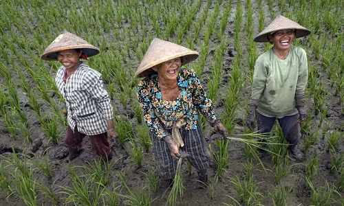 Nụ cười của những người lao động ở Indonesia.