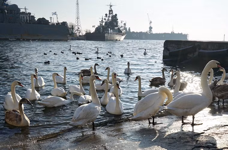 Trong ảnh là đàn thiên nga sống gần căn cứ hải quân Baltiysk của Hạm độ Baltic tại Kaliningrad. Nguồn ảnh: Sputnik