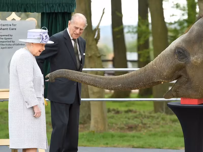 Bà thích thú kết bạn với một chú voi tại vườn thú Whipsnade ở Dunstable, Anh. Nữ hoàng Elizabeth II và Hoàng thân Philip thay nhau cho voi Donna ăn.
