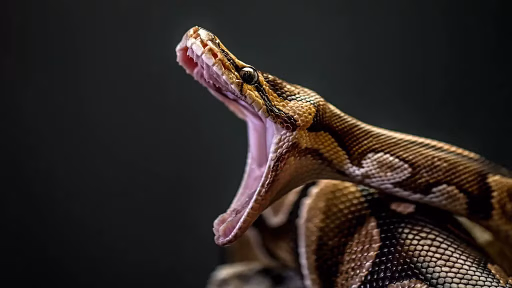 8. Trăn Miến Điện (5,74 m). Trăn Miến Điện (Python bivittatus) có nguồn gốc từ Đông Nam Á và sống trên cây khi còn nhỏ, nhưng khi trưởng thành, kích thước của chúng buộc chúng phải chui xuống đất.