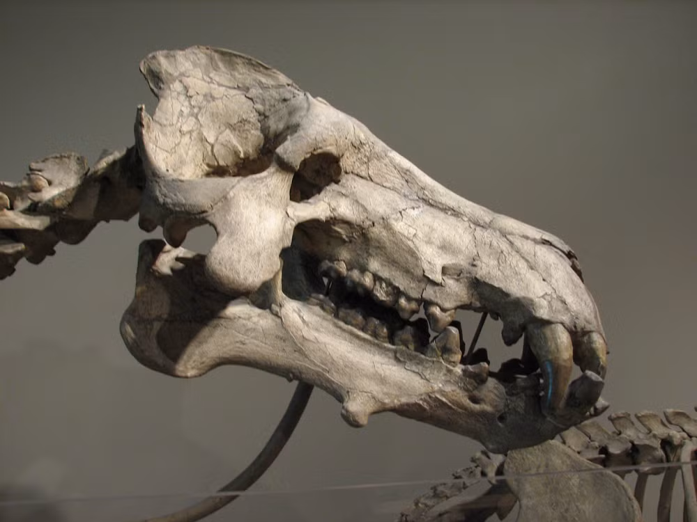 Daeodon cũng có kích thước ngang bò rừng bison, cao khoảng 2m. Phần đầu đồ sộ bất cân đối là đặc trưng của họ Lợn trâu lúc đó và Daeodon cũng không ngoại lệ.
