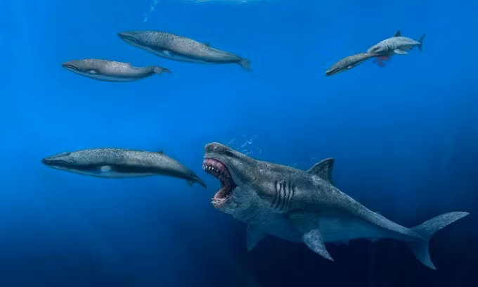 Cá mập khổng lồ Megalodon (Otodus megalodon) thống trị đại dương cách đây 3,6 - 15 triệu năm có lực cắn lên tới 182.200 N. Tuy nhiên, vẫn còn nhiều câu hỏi xoay quanh việc cá mập có thể đánh bại khủng long hay không. Rất khó so sánh chúng với nhau bởi cấu tạo hàm và số lượng răng của hai loài rất khác biệt.