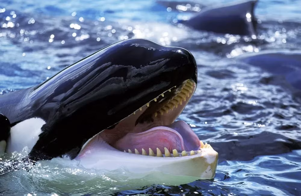 Nếu được xác nhận, lực cắn mạnh nhất có thể là của cá voi sát thủ (Orcinus orca), ước tính khoảng 84.516 N bởi Hiệp hội cá mập Hà Lan, theo sau là lực cắn của cá mập trắng lớn (Carcharodon carcharias), vào khoảng 18.000 N.
