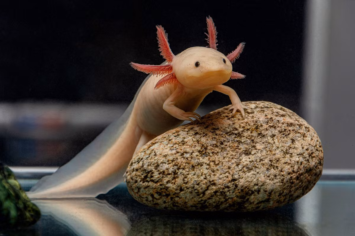 Với khuôn mặt nhỏ nhắn vui vẻ và ánh mắt đầy đáng yêu, Axolotl giống như phiên bản lưỡng cư của một "chú cún con". Sự đáng yêu này xuất phát từ việc Axolotl không phát triển theo cách thông thường.