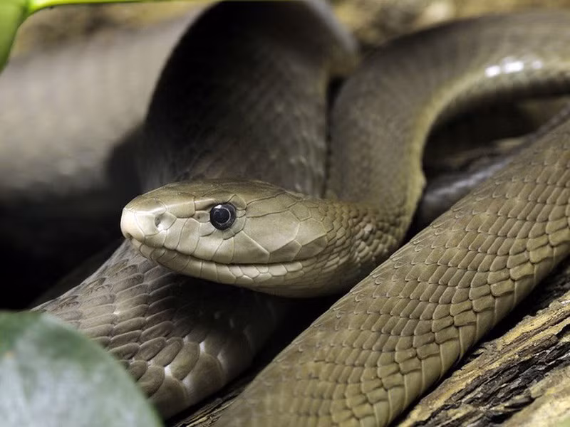 5. Họ rắn Mamba thường là những loài rắn cư trú trên cây.Tuy nhiên, rắn Mamba đen chỉ thỉnh thoảng sống trên cây, chúng thích xây hang ổ trên mặt đất hơn.