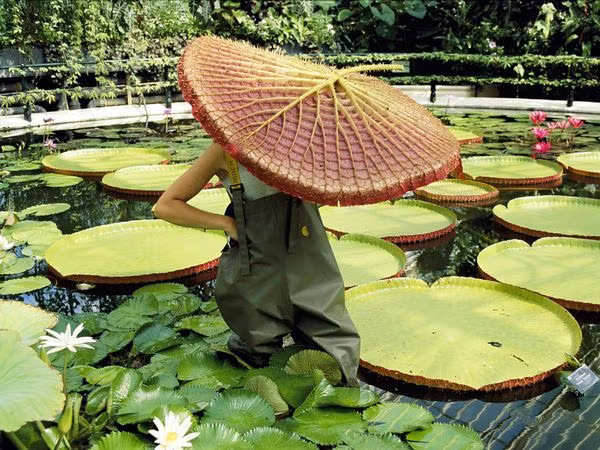 Vườn bách thảo Kew là nơi duy nhất trên thế giới trồng được cả 3 loại hoa súng Victoria cùng với nhau, cho phép so sánh giữa các loài. Điều này vốn không thể thực hiện trong tự nhiên do chúng mọc ở những khu vực rất rộng lớn.