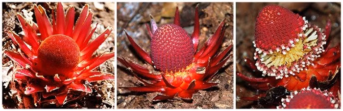 Chúng chủ yếu sinh sống trong các rừng mưa ở Madagascar, Papua New Guinew và vùng Trung - Nam Mỹ.