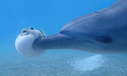 Thông thường, độc tố cá nóc gây chết người. Tuy nhiên, với liều lượng nhỏ, nó có thể đóng vai trò như một chất gây nghiện. Đài BBC đã từng quay được một đoạn phim, trong đó những chú cá heo chơi đùa với một con cá nóc trong 20-30 phút, sau đó chúng có những hành vi “khác lạ”.