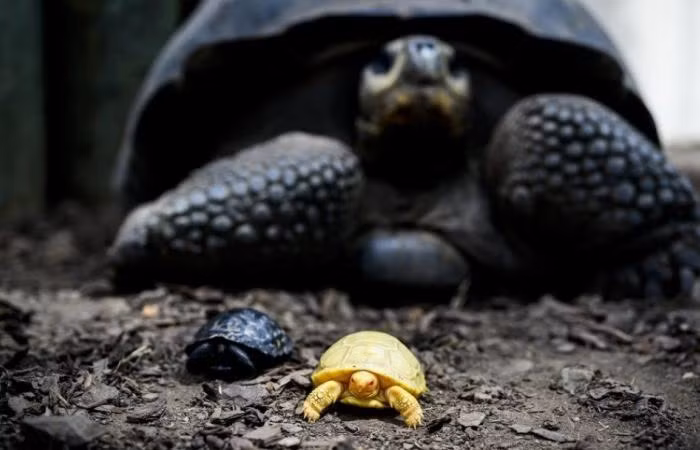 Rùa Galapagos khổng lồ là một trong số những loài bò sát còn tồn tại nặng nhất thế giới, có nguồn gốc từ bảy đảo của quần đảo Galapagos, một quần đảo núi lửa khoảng 1.000 km về phía tây của đại lục Ecuador.