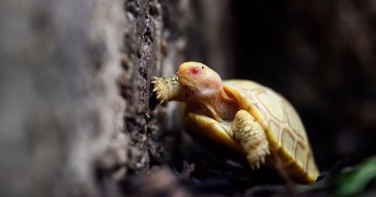 Đại diện sở thú cho biết: "Đây là lần đầu tiên trên thế giới rùa Galapagos bạch tạng sinh ra trong môi trường nuôi nhốt. Chưa có ghi nhận về cá thể rùa Galapagos bạch tạng phát hiện ngoài tự nhiên".