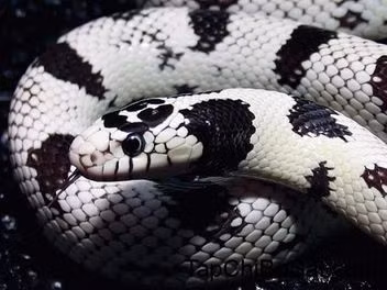 Rắn vua California kingnake có màu nâu đen với các dải màu trắng nhạt và đôi mắt to đen.