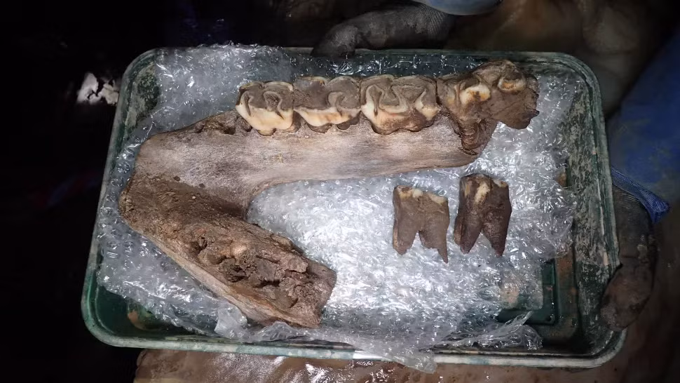 Trong khi khai quật một hang động trong khu vực, nhóm nghiên cứu đã phát hiện ra ngà, răng hàm và các xương khác của voi ma mút lông xoăn, cũng như hộp sọ và hàm dưới chưa hoàn chỉnh của tê giác lông mượt.