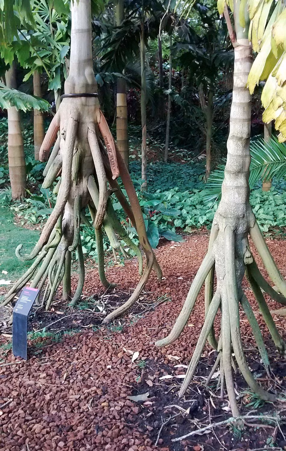Chính những chiếc rễ đã già cỗi của cây cho phép Socratea Exorrhiza "đi bộ" khỏi điểm nảy mầm. Cho dù điều đó có đúng hay không, thì bộ rễ bất thường của loài cây này cũng tách ra từ thân cây cách mặt đất khoảng 1m và càng làm chiếc cây giống như có chân.