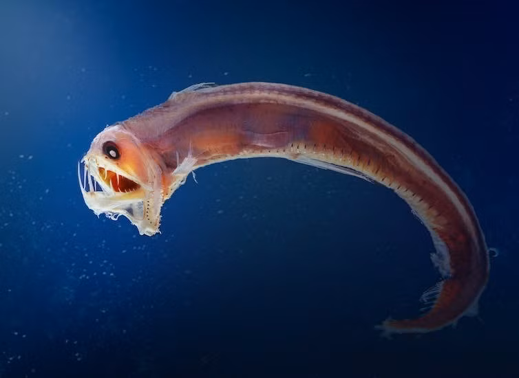 Tuy nhiên, những đặc điểm độc đáo này là kết quả của việc thích nghi với môi trường cực khắc nghiệt mà chúng sinh sống. Ở tầng nước sâu dưới đại dương, từ khoảng 200 mét dưới mặt nước trở xuống, không có nhiều ánh sáng, áp suất cao, ít nguồn thức ăn và nhiệt độ cực thấp, trung bình chỉ khoảng 4 độ C.