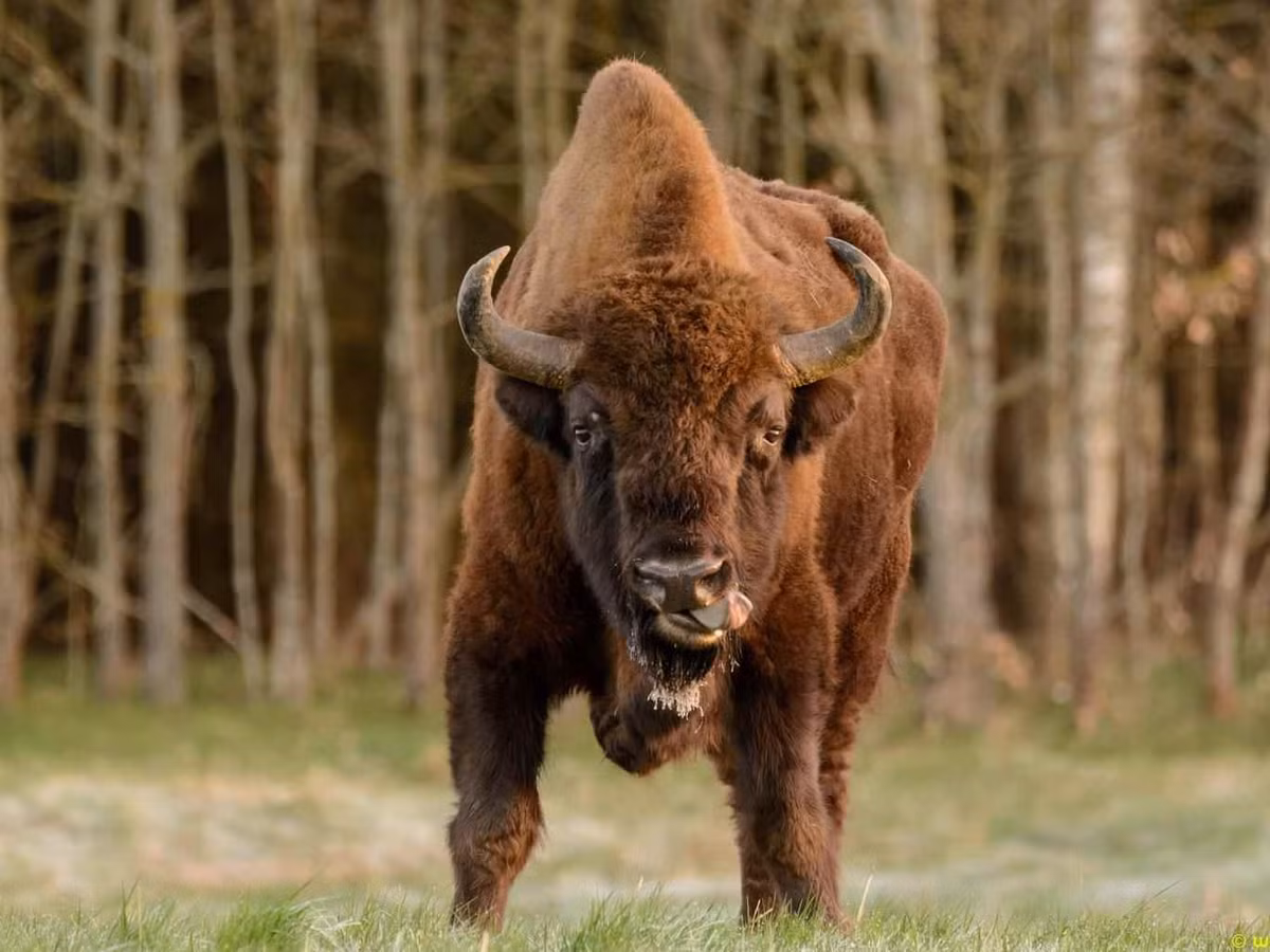 Khi bò rừng bison Bắc Mỹ bị tàn sát vào cuối thế kỷ 19, người Mỹ bản địa phụ thuộc vào chúng đã phải chịu những hậu quả nghiêm trọng.