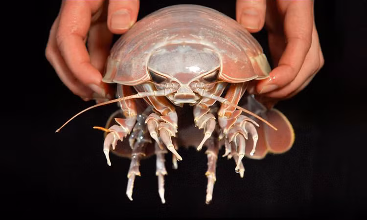 Trong suốt 5 năm qua, nó đã bị nhầm lẫn với một loài rận biển khổng lồ khác là Bathonymus giganteus.