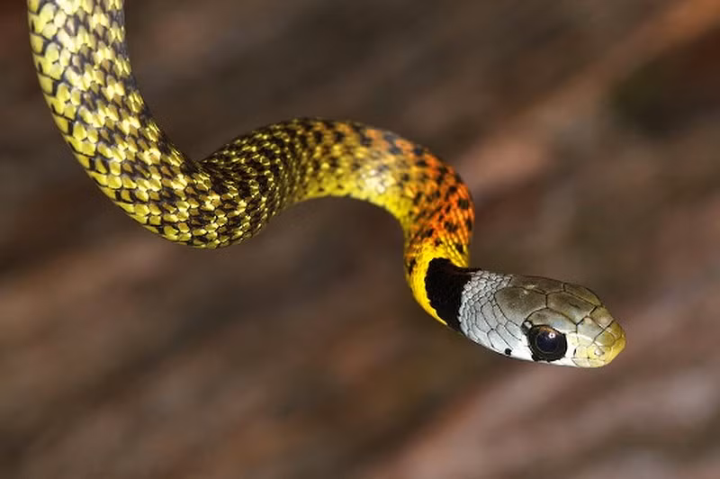 9. Rắn tử thần (Acanthophis)là một chi của họ Rắn hổ. Chúng có nguồn gốc từ Úc, New Guinea và các đảo lân cận, và là một trong những loài rắn độc nhất trên thế giới. Rắn tử thần có nguồn gốc từ Úc, là loài rắn đất độc nhất ở Úc và trên toàn cầu. Có cơ thể dày với các dải màu đỏ, nâu, xanh đen và xám.