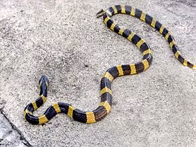 7. Rắn cạp nong. Rắn cạp nong (Bungarus fasatus) là loài di chuyển chậm vào ban ngày và thường tấn công khi trời tối.