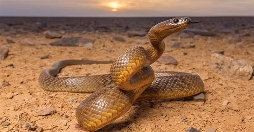 1. Rắn Taipan nội địa. Rắn Taipan nội địa (Oxyuranus microlepidotus) là một trong những loài rắn độc nhất thế giới. Chúng sống ẩn mình trong các khe đất sét của vùng ngập lũ ở Queensland và miền Nam nước Úc. Khi cảm thấy bị đe dọa, nó sẽ cuộn cơ thể thành hình chữ S, giống như một lò xo bị nén, trước khi phóng ra với một cú đớp cực nhanh.