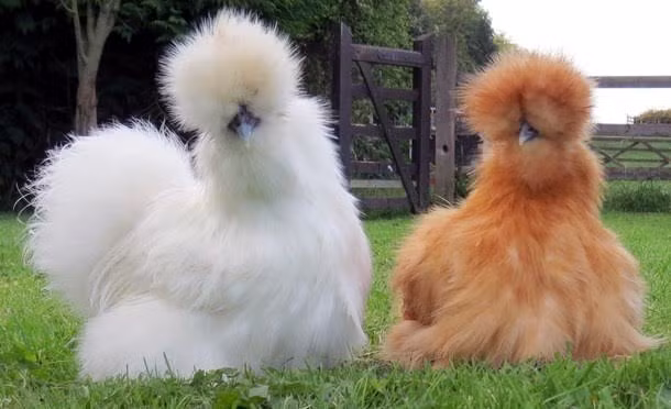 6. Gà lông xù hay còn gọi là gà Silkie là một giống gà có nguồn gốc từ Trung Quốc. Sở dĩ có cái tên này là do bộ lông của chúng bông giống như tơ và đặc biệt là da, thịt, xương đều có màu đen.