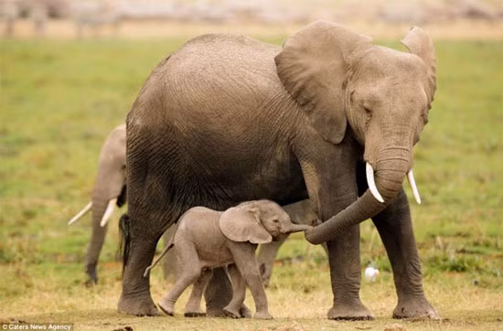 Voi con thật may mắn vì chẳng những được mẹ chăm sóc và yêu thương vô điều kiện mà còn có bà nội, bà ngoại, các cô, các dì, các chị… sẵn sàng chiến đấu để bảo vệ mình.