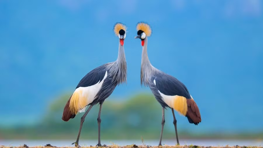 "Có thể làm bất tử những khoảnh khắc tuyệt đẹp trong tự nhiên thật thỏa mãn", ông nói thêm.