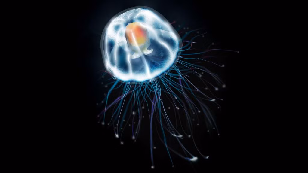 Sứa Turritopsis dohrnii trưởng thành đặc biệt ở chỗ chúng có thể chuyển về dạng polyp nếu bị đói hoặc thương tổn, sau đó quay trở lại trạng thái sứa, theo Bảo tàng Lịch sử Tự nhiên Mỹ. Loài sứa bản xứ ở biển Địa Trung Hải này có thể lặp lại phương thức đảo ngược vòng đời trên nhiều lần, do đó không bao giờ chết vì tuổi già trong điều kiện phù hợp.