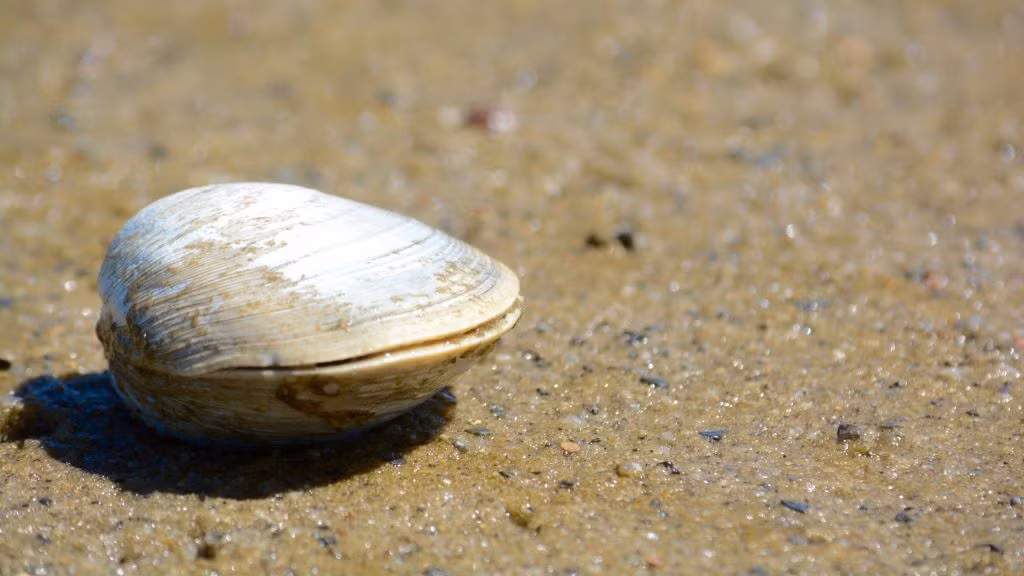 5. Ngao đại dương quahog (Arctica islandica) cư trú ở Bắc Đại Tây Dương. Một con ngao đại dương quahog tìm thấy ngoài khơi Iceland vào năm 2006 đã 507 tuổi, theo Bảo tàng Quốc gia Wales tại Anh. Con ngao cổ đại được đặt tên là Minh do sinh ra vào năm 1499 khi nhà Minh thống trị Trung Quốc (từ năm 1368 đến 1644).