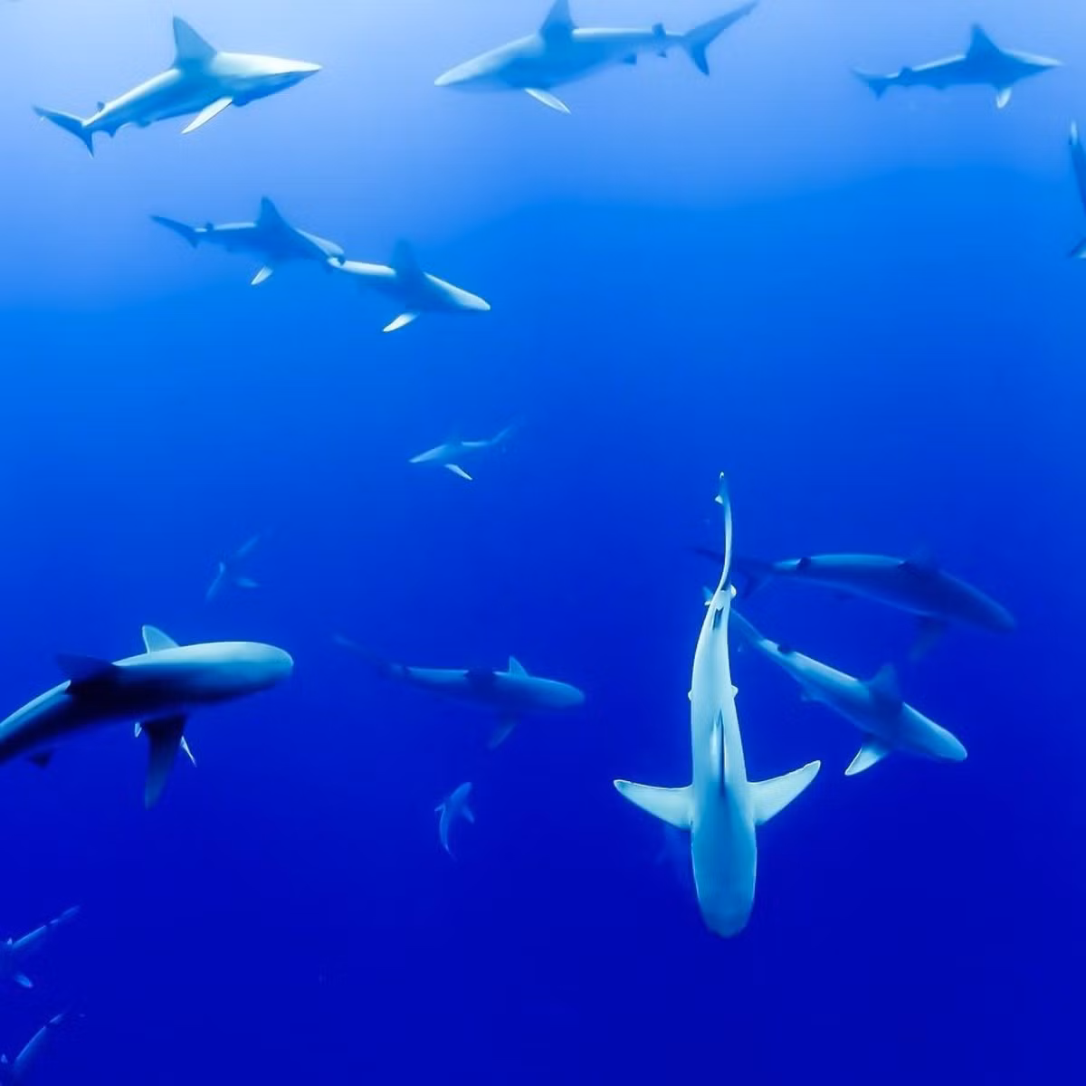 "Loài cá mập này đã tiến hóa thành megalodon, loài cá lớn nhất trong gia đình cá mập và đã tuyệt chủng cách đây khoảng 3,5 triệu năm", ông Glen Moore, người phụ trách về các loài cá tại Bảo tàng Tây Úc, chia sẻ.