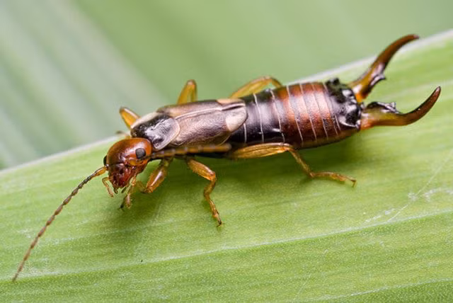 2. Bọ tai – Earwig. Earwig là một loài côn trùng nhỏ, sẫm màu được tìm thấy ở khắp châu Mỹ, châu Phi, châu Á và Australia. Bọ tai sống chủ yếu về đêm, còn ban ngày chúng sẽ ẩn mình dưới những tảng đá, kẽ hở đất để tránh ánh nắng.