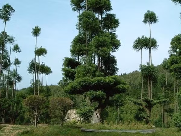 Tuy đã được sử dụng tại Nhật Bản từ thế kỷ 14, nhưng cho đến thời điểm gần đây thì phương pháp này mới thu hút sự chú ý của giới truyền thông trên toàn thế giới như một giải pháp hiệu quả cho tình trạng phá rừng.