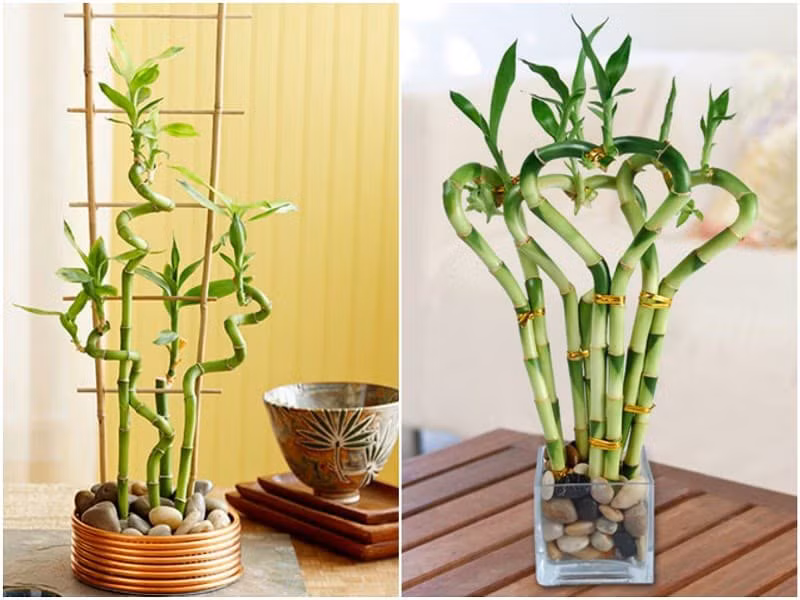 1. Cây trúc phú quý. Trúc phú quý luôn là một lựa chọn lý tưởng trong các loại cây cảnh phong thủy vì nó mang nhiều năng lượng tích cực và được nhiều người ưu ái trưng trong nhà với mong muốn mang lại bình an, phú quý.