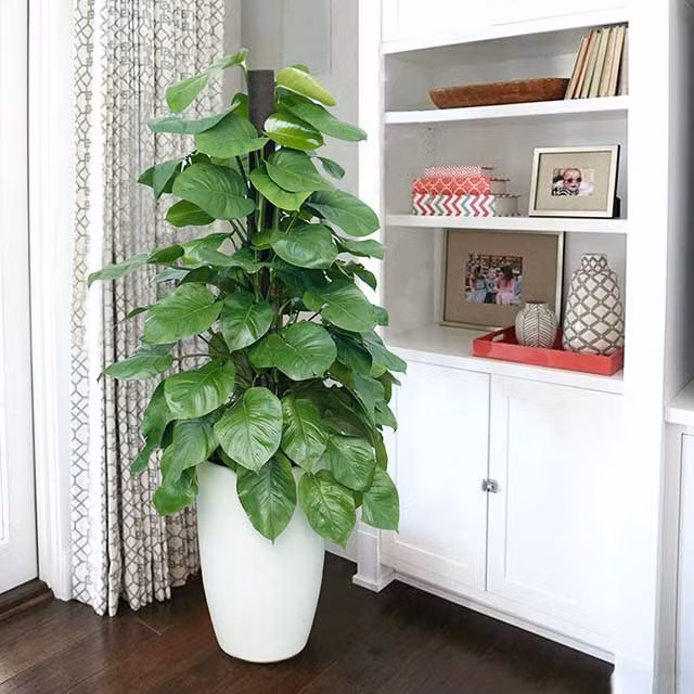 Không chỉ trang trí nội thất hiệu quả, trầu bà còn rất có lợi cho sức khỏe, giúp thanh lọc không khí và trị bệnh thận theo Đông Y. Trong phong thủy, cây trầu bà biểu tượng cho sự thành đạt, thăng tiến trong sự nghiệp.