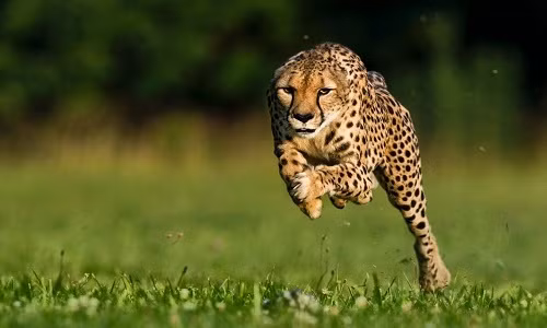 Báo gêpa sống ở phía bắc, đông và nam châu Phi, với một số lượng nhỏ ở Iran ở châu Á. Chúng có thân hình dài, mảnh mai và đôi chân khỏe giúp chúng đạt tốc độ tối đa để chúng có thể đuổi theo những con mồi tốc độ, chẳng hạn như linh dương.