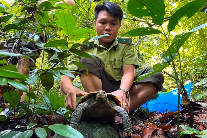 Theo đó, nhờ công tác tuyên truyền, vận động, một người dân ở thị trấn Đồng Lê, huyện Tuyên Hóa (Quảng Bình) đã tự nguyện giao nộp cho Hạt Kiểm lâm huyện Tuyên Hóa 3 cá thể rùa núi viền.