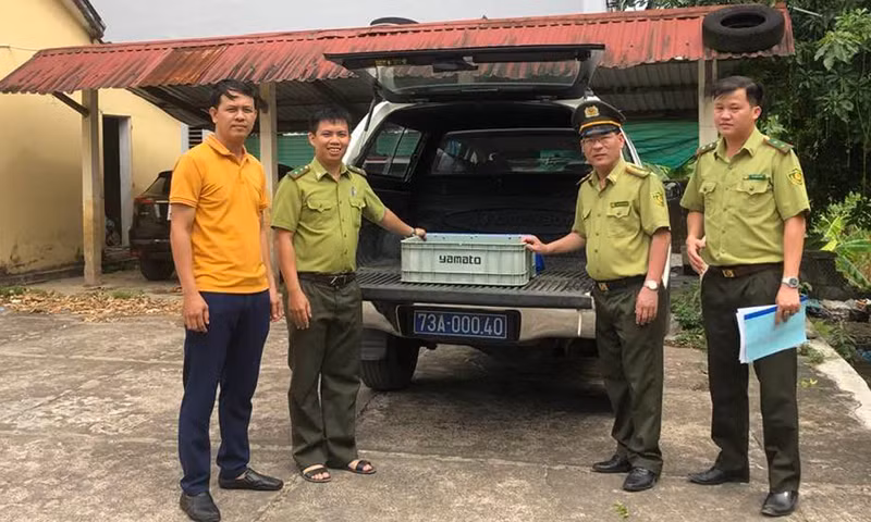 Các cá thể rùa núi viền có mai, da màu nâu vàng và đều có tình trạng sức khỏe ổn định.