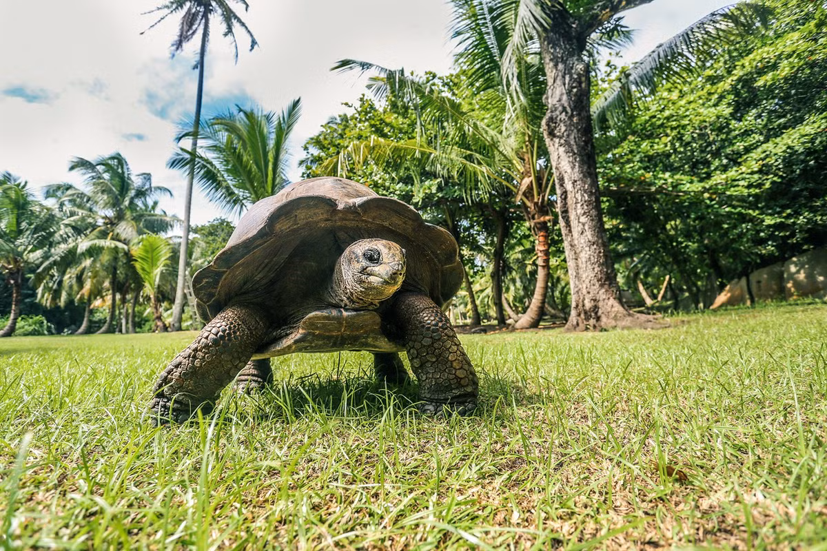 12. Rùa khổng lồ Seychelles (hơn 190 tuổi). Rùa nổi tiếng là loài có tuổi thọ cao. Động vật sống lâu nhất trên cạn là một con rùa khổng lồ Seychelles hơn 190 tuổi tên Jonathan.