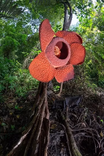  Hoa xác thối (Rafflesia) là một chi thực vật rất hiếm ở Đông Nam Á. Chi này bao gồm loài tạo ra những bông hoa lớn nhất thế giới, một số bông có đường kính thậm chí lên tới hơn 1 mét.