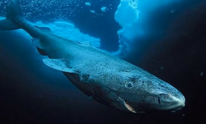Nhiệt độ lạnh ở biển sâu cũng có thể thúc đẩy gigantism bằng cách làm chậm đáng kể cơ chế trao đổi chất của động vật. Các sinh vật trong hệ sinh thái này thường phát triển và trưởng thành rất chậm, ví dụ cá mập Greenland (Somniosus microcephalus), Bitondo cho biết.