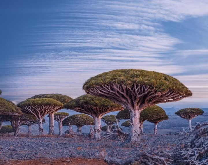 7. Socotra, Yemen. Với các cây máu rồng trông như các vật thể bay ngoài Trái Đất, hòn đảo Socotra của Yemen giống hệt như một hành tinh kỳ bí ngoài vũ trụ.