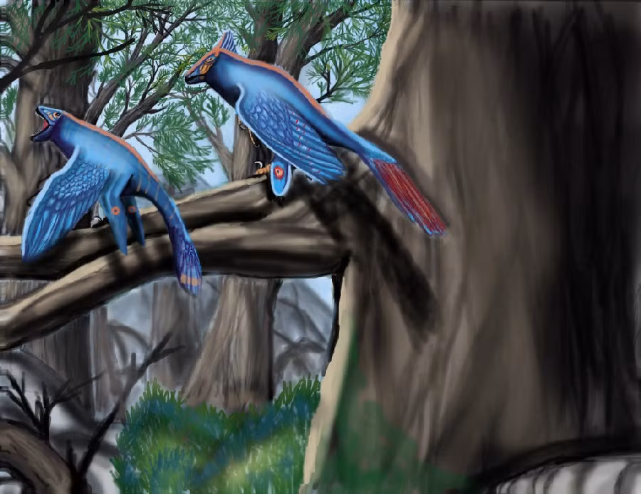 Đặc biệt, chúng có móng vuốt hình liềm nhô lên ở ngón thứ hai giống với loài Velociraptor nổi tiếng. Tuy nhiên hiện vẫn chưa rõ chúng thuộc chi Avialae hay Dromaeosauridae. Rahonavis có thể là họ hàng gần với Archaeopteryx, theo như đề xuất ban đầu của các nhà mô tả, và do đó chúng là một thành viên của chi Avialae.