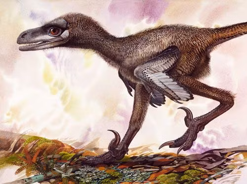 Mẫu vật gần như hoàn chỉnh ban đầu của Bambiraptor dài chưa tới 1m. Mẫu vật Bambiraptor này có chiều dài cơ thể xác định là 0.9 m và cân nặng ước đoán là 2 kg, vậy nên kích thước cơ thể của chúng lúc trưởng thành dài khoảng 1.3 m và nặng 5 kg. Chúng có hai chi sau rất phát triển nên là một loài có khả năng chạy rất nhanh.
