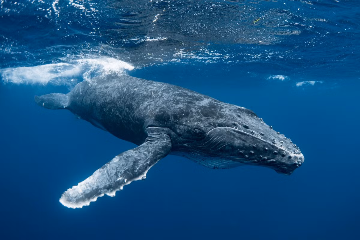 Loài này trước đây đã bị xác định nhầm là một quần thể cá voi Bryde (Balaenoptera brydei) cô lập. Nhưng vào tháng 1/2021, một nghiên cứu được công bố trên tạp chí Marine Mammal Science đã phân tích một cá thể cá voi này chết dạt vào bãi biển và phát hiện ra rằng đây là một loài hoàn toàn mới. Cá voi Rice khác biệt cả về hình thái và di truyền với cá voi Bryde.