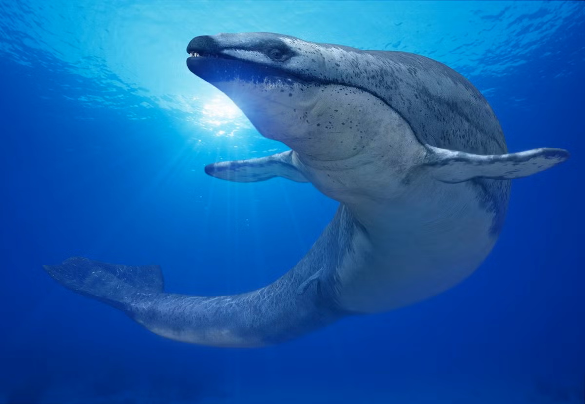 3. Basilosaurus Basilosaurus là danh pháp khoa học của một chi cá voi sống từ 40 tới 34 triệu năm trước trong thế Thủy Tân muộn. Các dấu tích hóa thạch của nó lần đầu tiên được phát hiện ở miền nam nước Mỹ (bang Louisiana), và ban đầu được coi là thuộc về một loại quái vật biển dạng bò sát nào đó.