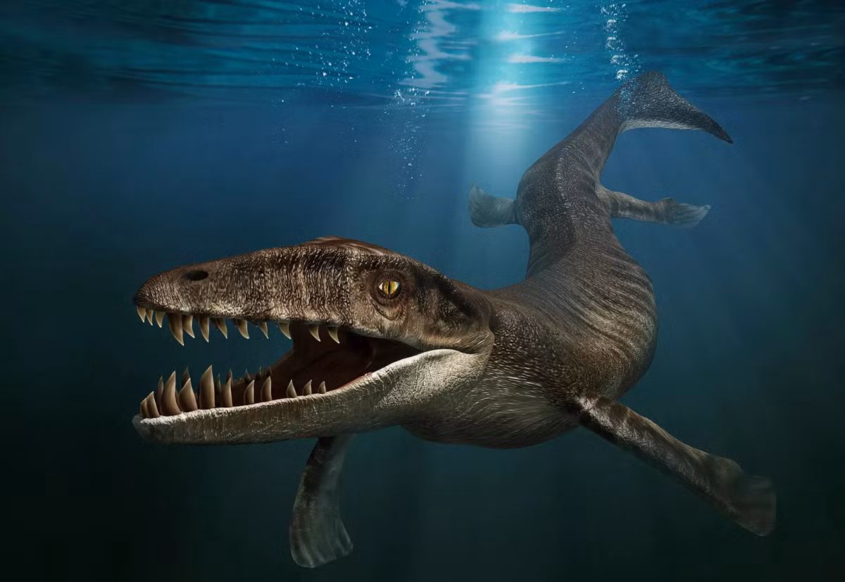 10. Dakosaurus. Hóa thạch của loài " thủy quái" khổng lồ này lần đầu tiên được tìm thấy ở Đức. Nó sống ở dưới nước và là loài vật săn mồi thiện xạ, có chiều dài khoảng 5 mét. Dakosaurus sở hữu hàm răng với cấu trúc độc đáo, sắc bén nên được đánh giá là một loài động vật săn mồi đỉnh cao.