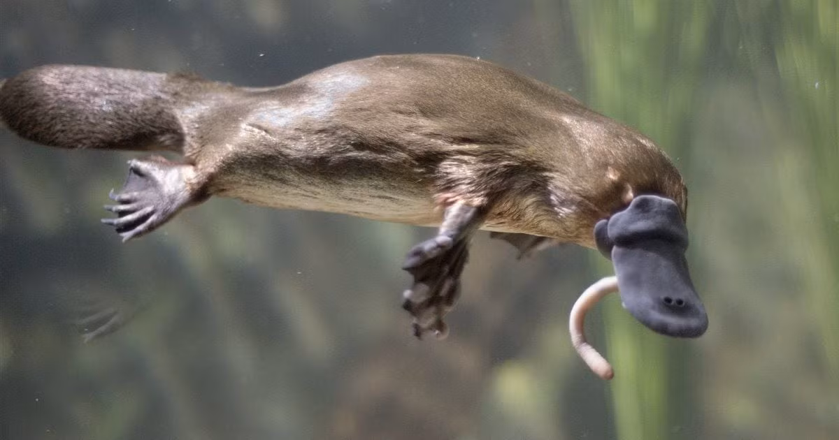 Patagorhynchus pascuali thuộc về bộ Monotremata (bộ Đơn huyệt), một nhóm động vật có vú đẻ trứng, đại diện là thú mỏ vịt và thú lông nhím ngày nay, là loài đặc hữu của Úc và các đảo lân cận.