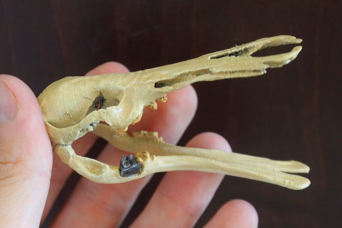 Răng hàm dưới thứ hai của Patagorhynchus pascuali được thu thập từ địa điểm Hang Puma thuộc Hệ tầng Chorrillo, được cắt ra ở tỉnh Santa Cruz, Patagonia, Argentina.