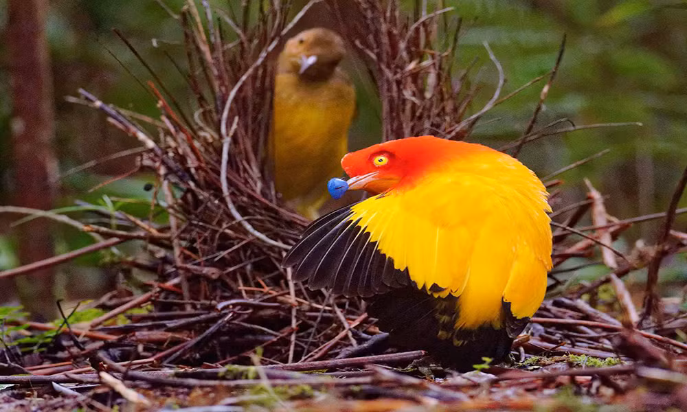 2. Chim đinh viên. Loài chim chim đinh viên (Ptilonorhynchidae) rất chịu khó bỏ công chinh phục bạn tình. Vào mùa giao phối, chim trống lượm nhặt, thậm chí giành giật nhiều đồ vật bỏ rơi đủ màu sắc để trang trí nơi ở của mình để thu hút chim mái.
