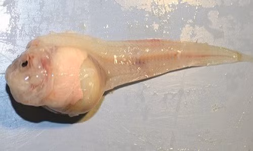 Cá ốc thực sự là một sinh đáng chú ý. Chúng có hơn 300 loài, hầu hết sống ở vùng nước nông và có thể được tìm thấy ở các cửa sông.
