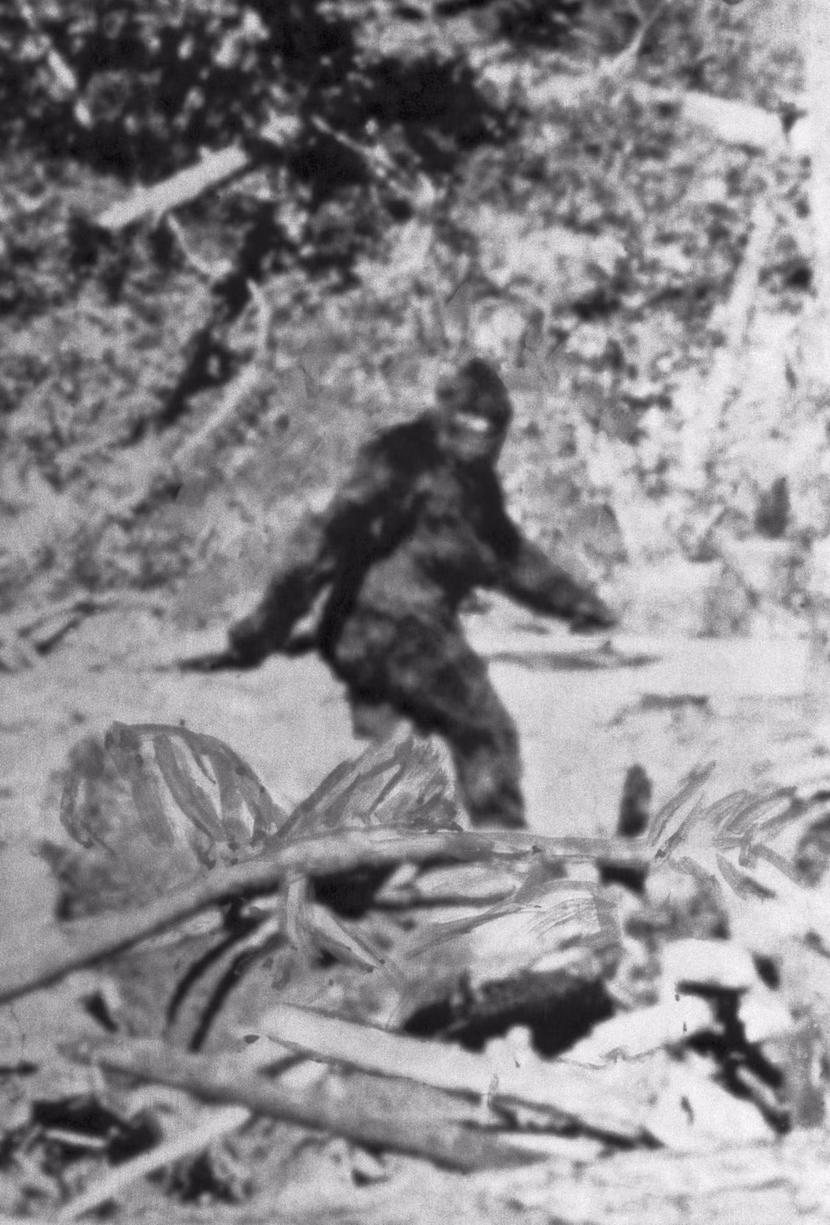 Video nổi tiếng nhất về Bigfoot là một đoạn phim ngắn được thực hiện vào năm 1967 bởi Roger Patterson và Bob Gimlin, được quay ở Bluff Creek cho thấy một sinh vật có kích thước khá lớn giống hình dạng con người đang sải bước qua một khoảng đất trống. Mặc dù, nhiều người coi là một trò lừa bịp nhưng nó vẫn là bằng chứng rõ ràng nhất cho sự tồn tại của Bigfoot cho đến ngày nay.